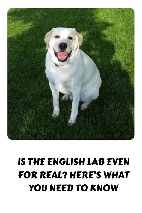 A medium to large breed, the English lab have a blockier build with a short bulky head. High energy dogs they have a repellent double coat Lab Training, English Labrador, English Lab, Puppy Labrador, Brown Labrador, Labrador Mix, Dog Labrador, Labrador Retriever Puppies, Retriever Puppies