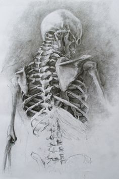 Skeleton Skeleton Drawing, Nghệ Thuật Kinh Dị, Skeleton Drawings, Human Skeleton, Skulls And Bones, Human Anatomy Art, Anatomy Sketches, Skeleton Art, A Skeleton