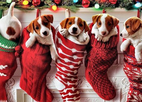 Dog Wallpaper, About Christmas, Christmas Wallpaper, Christmas Dog, Stockings, Puppies, Christmas