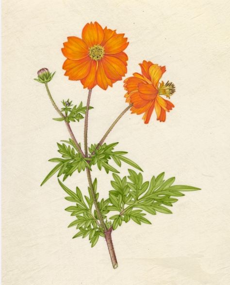 Cosmos sulphureus 1994  Margaret Stones Vintage Cosmos Illustration, Cosmos Botanical Illustration, Cosmos Sulphureus, Orange Cosmos, Yellow Tattoo, Cosmos Tattoo, Natural Inspiration, Fleur Orange, Antique Botanical Print