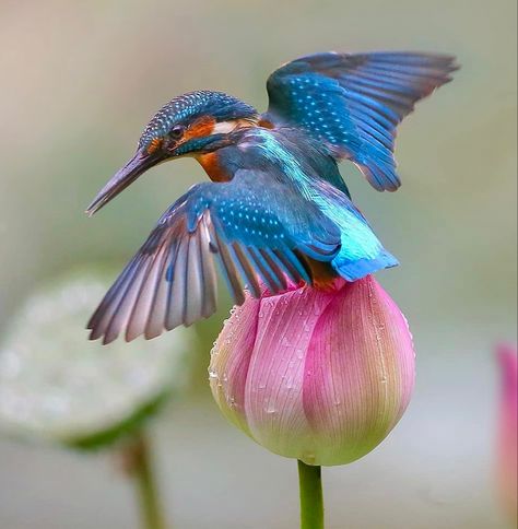 Common Kingfisher, Lotus Bud, Kingfisher Bird, Most Beautiful Birds, All Birds, Bird Pictures, Exotic Birds, Pretty Birds, Bird Photo