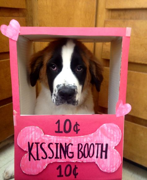 Miss Winnie the St. Bernard, the best valentine ! Kissing booth, puppy kisses, dog costume, Valentine's Day dog Puppy Valentines, Puppy Costume, Valentines Day Dog, Puppy Kisses, Pet Halloween Costumes, Kissing Booth, Dog Valentines, Dog Crafts, Dog Halloween Costumes