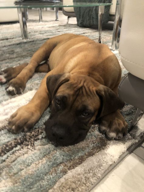 Boerboel Aesthetic, Boerboel Puppies, Pomchi Puppies, Boerboel Dog, South African Boerboel, African Boerboel, Puppy Fever, Olde English Bulldogge, Every Dog Breed