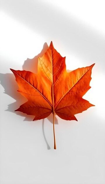 A red maple leaf with a yellow stem | Premium AI-generated image Red Maple Leaf, Fall Maple Leaves, Maple Leaf Aesthetic, Maple Leaves, Canadian Maple Leaf, Red Maple, Creative Instagram Stories, Scientific Illustration, Maple Leaf