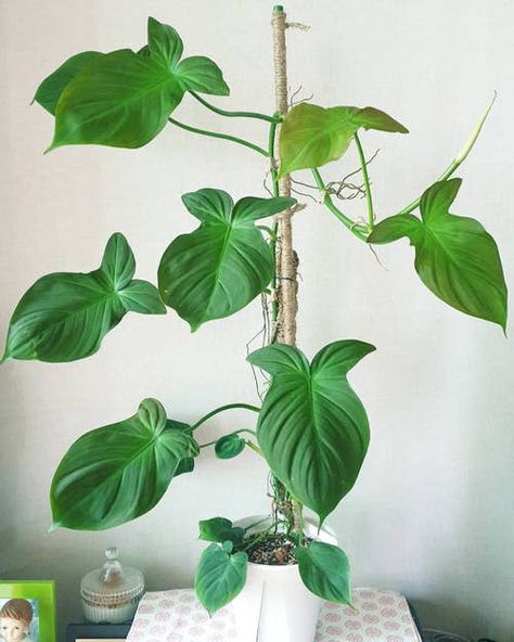 Phildondren Plant, Philodendron Camposportoanum, Wishlist Plants, Philodendron Scandens, Types Of Ferns, Plant Wishlist, Plant Goals, Philodendron Plant, Leafy Plants