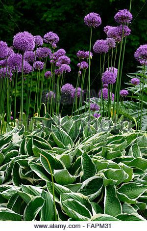 Hosta Francee, Allium Purple Sensation, Allium Globemaster, Garden Border Plants, Allium Flowers, Outside Plants, Hosta Plants, Front Garden Design, Garden Workshops