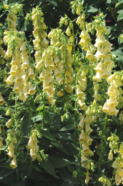 Digitalis Grandiflora, Yellow Foxglove, Apricot Garden, Plant Swap, Digitalis Purpurea, Scent Garden, Yellow Border, Herbaceous Border, Gardening Techniques