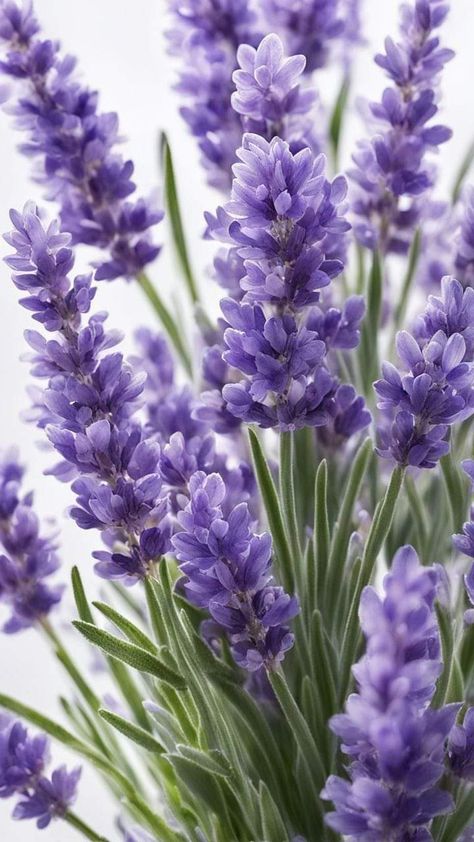 Lavender Plant Aesthetic, Lavender Photography, Lavender Plant, Plant Aesthetic, Ultra Violet, Planting, Beautiful Nature, Planting Flowers, Lilac