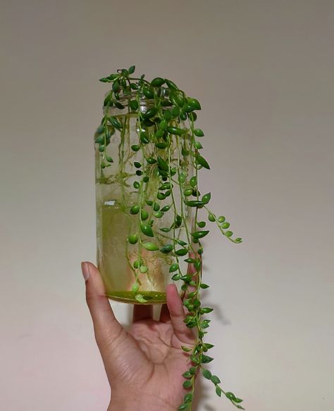 Water Only Plants, Water Plants Aesthetic, Propagated Plants Aesthetic, Watering Plants Aesthetic, Water Propagation Plants Decor, Water Propagation, String Of Pearls Plant, Plants Home, Snake Plants