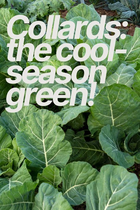 Collards thrive in fall's cooler temps. They grow best when daytime temps are 60-65°F. Plant now for a harvest in about 60-80 days. Collards need full sun and consistent moisture. Sauté them with bacon for a classic side! DM me for collard growing tips! #GardenCoach #CottageGardenCoaching #FallGarden #CollardGreens Cottage Garden Design, Growing Tips, Collard Greens, Autumn Garden, Cottage Garden, Dm Me, Garden Design, Bacon, Moisturizer