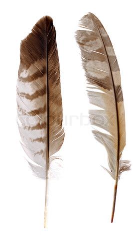 owl feather inspiration Julia + Core + Aesthetic, Owl Feather Tattoos, Feather Identification, Feather Images, Lion Art Tattoo, Bison Art, Owl Feather, Owl Images, Native American Pictures