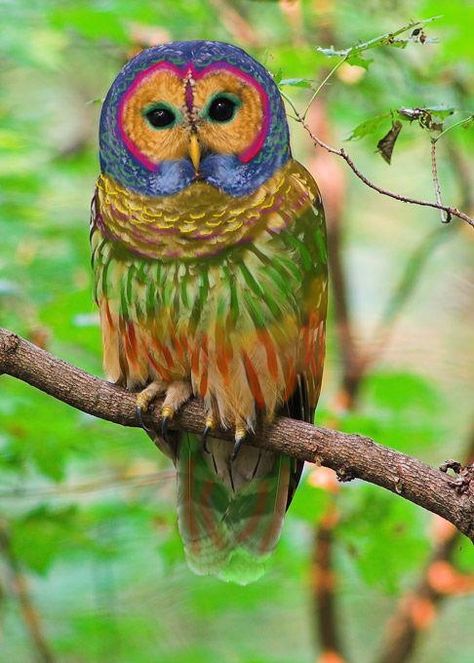 The Rainbow Owl is a rare species of owl found in hardwood forests in the western United States and parts of China. Unlike most owls, which are nocturnal, the Rainbow Owl is active during the twilight hours at dawn and dusk, or on bright moonlit nights. The Rainbow Owl can be distinguished from other owls by its peculiar multicolored feathers but also by its unusually melodic call. Recent research also suggests that they are responsive to music and attracted to human singing. Owl Aesthetic, Rainbow Owl, Western United States, Rare Species, Dawn And Dusk, Beautiful Owl, Pretty Birds, Colorful Birds, 귀여운 동물