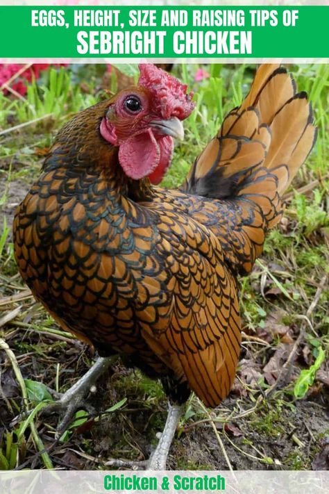 Sebright Bantam, Sebright Chicken, Small Chicken Breeds, Bantam Breeds, Bantam Chicken Breeds, Chicken Bucket, Bantam Chickens, Types Of Chickens, Egg Production