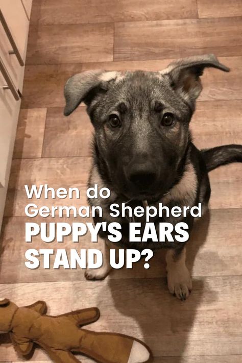 As a German Shepherd owner, have you ever wondered when your pup's ears will finally stand up? In this insightful and comprehensive guide, from their floppy beginnings to healthy maturity. Learn about the factors affecting the timeline of ear development, including genetics, individual variation, chewing, collagen, and teething. German Shepherd Ears, Akc Breeds, Dog Wrap, Pet Blog, Floppy Ears, Dog Ear, Shepherd Puppies, German Shepherd Puppies, German Shepherds