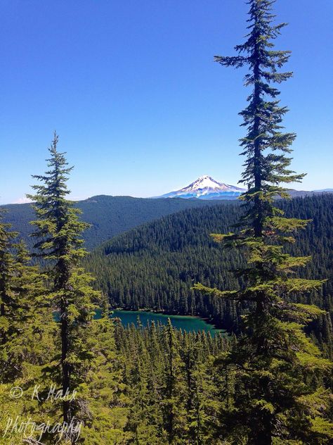 Mount Hood over Serene Lake Grouse Point Trail Mount Hood National Forest Oregon [2448x3264] [OC] #nature #beauty Mount Hood National Forest, Forest Oregon, Mount Hood, Mountain Photos, Oregon Travel, Geocaching, National Forest, Science And Nature, Nature Photos