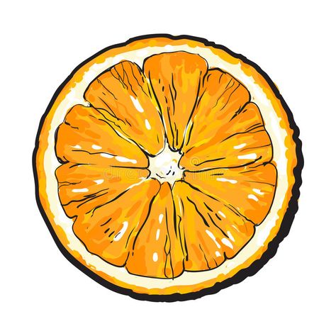 Cute Orange Drawing, Orange Slice Drawing, Orange Sketch, Half Drawing, Orange Drawing, Orange Vector, Juicy Orange, Orange Slice, Sketch Style