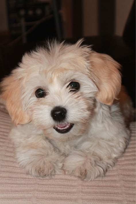 Bichon Puppy, Bichon Havanese, Coton De Tulear Dogs, Bichon Havanais, Bichon Dog, Shitzu Puppies, Cute Dogs Images, Bichon Frise Dogs, Monkey Pictures