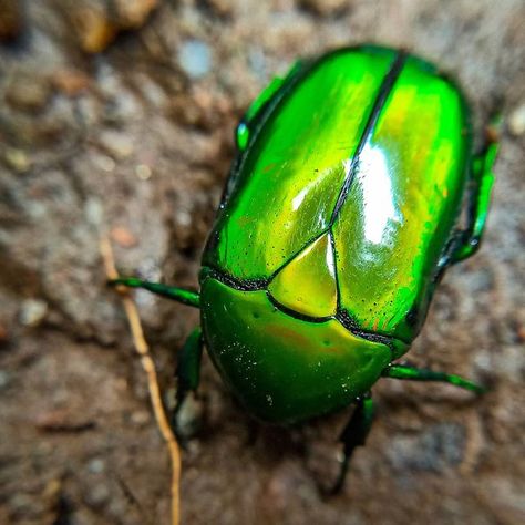 Figeater Beetle, India Nature, Green Beetle, World Photography Day, Indian Photography, World Photography, Mobile Photography, Photography Lovers, Kerala