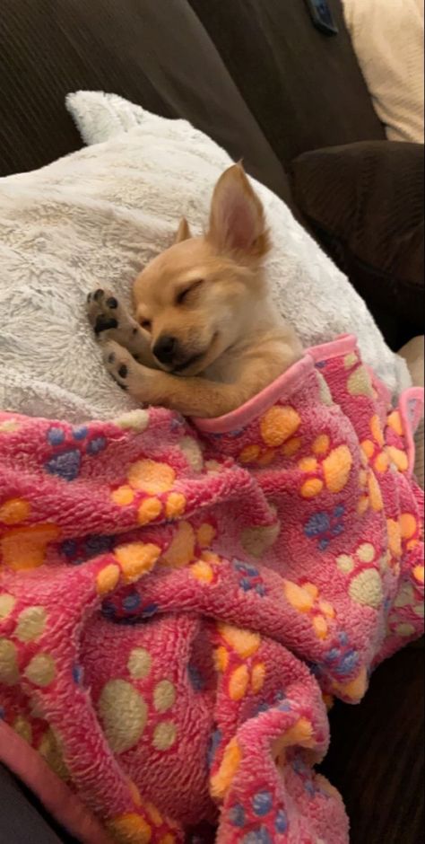 Chiuahaha Aesthetic, Cute Chiuahaha, Dog Mood Pics, Big Chihuahua, Chihuahua Aesthetic, Cute Chihuahuas, Long Haired Chihuahua Puppies, Long Hair Chihuahua, Wholesome Dog