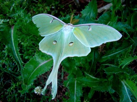 Luna Moth Moth Reference, Moth Luna, Luna Moths, Lunar Moth, Diy Stencil, Moon Moth, Moth Art, Beautiful Bugs, Luna Moth