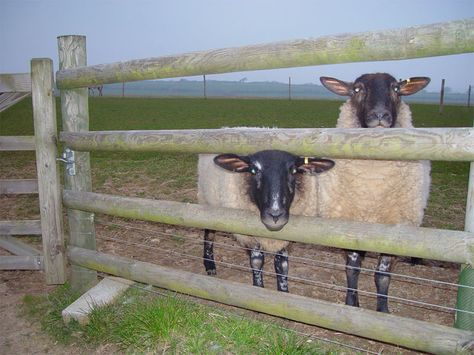 Electric fencing Sheep Fencing, Arena Fencing, Modern Fence Ideas, Livestock Fencing, Goat Fencing, Equestrian Arena, Sheep Fence, Wife Duties, Agricultural Fencing