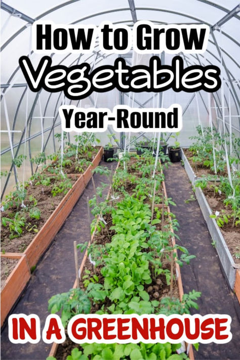 Greenhouse Base, How To Grow Vegetables, Homestead Gardens, Grow Vegetables, Natural Fertilizer, Greenhouse Growing, Backyard Greenhouse, Family Finance, Greenhouse Gardening