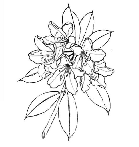 Rodedenderon Tattoo, Rodadendren Flower Tattoo, Rhodendron Tattoo, Coast Rhododendron Tattoo, Pacific Rhododendron Tattoo, Rhododendron Tattoo Simple, Rhododendron Drawing, Rhododendron Tattoo, Flower Outline Tattoo