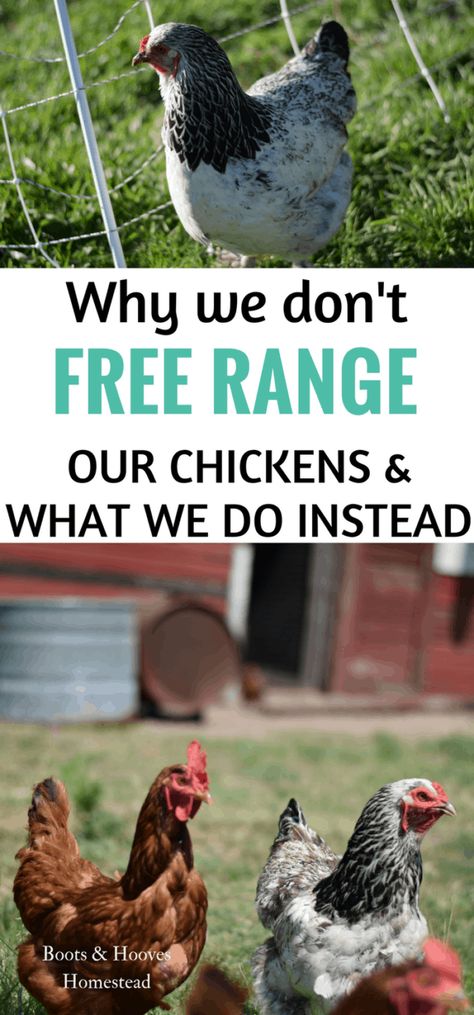 Free Range Chickens Coop, Laying Chickens Breeds, Chicken Incubator, Best Egg Laying Chickens, Laying Chickens, Egg Laying Chickens, Urban Chickens, Backyard Chicken Farming, Best Chicken Coop