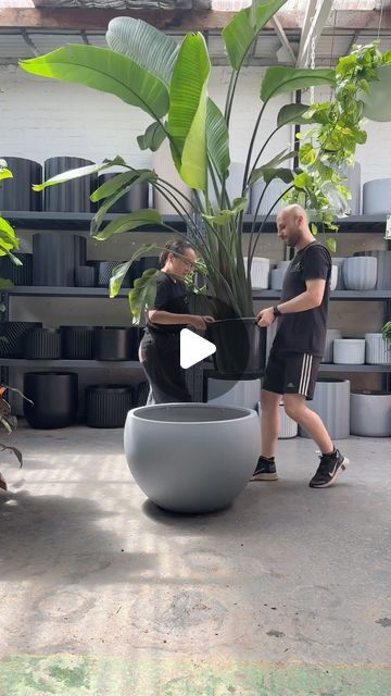 Melbourne Indoor Plants on Instagram: "When size does matter! 🌿 Check out this extra large Bird of Paradise and jumbo pot to match 😱  FOUR HUGE WAREHOUSE LOCATIONS:  📍PRESTON 210 Bell Street  📍SOUTH MELB 186 York St  📍RINGWOOD 104 Maroondah HWY  📍OAKLEIGH 40 Westminster St  OPEN 7 DAYS A WEEK   MON - SUN | 10am - 5pm  Melbourne Indoor Plants Bigger | Better | Cheaper  #PlantLovers #UrbanJungle #HousePlants #PlantDecor #GreenThumb #plantlife #balconygarden #plants #plantparent" Huge Planters, Extra Large Planters, Classy Decor, Large Planters, Bird Of Paradise, Deck Decorating, Large Pots, House Entrance, Birds Of Paradise