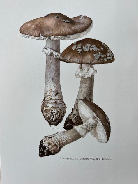 Antique mushroom print. Vintage spore art. Vintage biology and natural sciences print. Gift idea for a biologist. fungi illustrations. Frame it for use. DESCRIPTION Beautiful original mushroom prints published in 1964 in Paris, France. Printed on thick paper and based on the original illustrations of Claus Caspari. Scientific name in French displayed on the print. On the back of the print a scientific explanation is given in French. SIZE Size is approx. 27 x 19 cm / 7.5 x 10.6 inch CONDITION Print is in excellent condition. Please see the detailed photos for the actual status. No discoloration, folds or marks. SHIPPING Will be sent in a cardboard envelope to ensure secure shipping. Will be sent from the Netherlands within 1 working day after purchase. Delivery times depend on the destinati Vintage Mushroom Art, Fungi Illustration, Mushroom Illustrations, Mushroom Illustration, Nature Sketch, Botanical Painting, Wild Mushrooms, Scientific Illustration, Mushroom Art