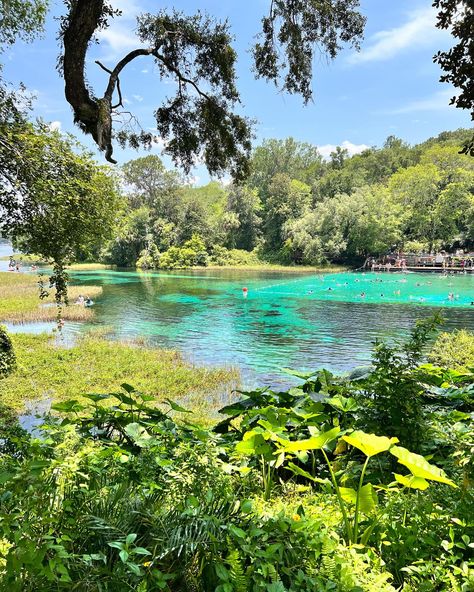 The views from Rainbow Springs State Park are unmatched 🤩🌴 Make sure to enjoy this Florida gem before or after your adventure on the river with us! Just a short drive from our launch site you can swim, hike, picnic and enjoy this beautiful Florida state park. #GetUpAndGoKayaking #ClearKayaking #RainbowSprings #RainbowRiver #DunnellonFlorida #FloridaStateParks #StatePark #FloridaSprings #Spring #Travel Hike Picnic, Dunnellon Florida, Rainbow Springs State Park, Rainbow River, Beautiful Florida, Rainbow Springs, Florida State Parks, Florida Springs, Spring Travel