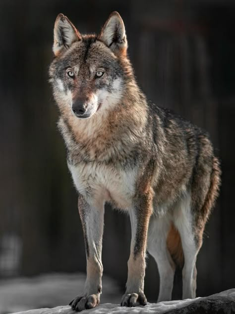 Josef Svoboda, Eurasian Wolf, Coyote Animal, Wolf Poses, Angry Animals, Wolf Dogs, Wolf Colors, Wolf Images, Wolf Pup