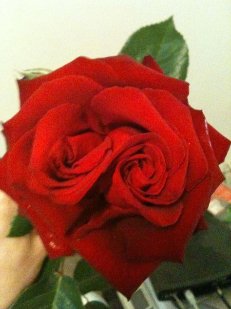 Double rose! Grew right outside my window.. - Imgur Pinterest Pictures, Double Rose, Outside My Window, Two Roses, Red Rose, Roses, Red