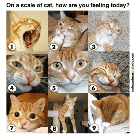 Mood Scale, Today Meme, Cat Mood, Ginger Tabby, English Ideas, Cat Napping, Internet Cats, Tabby Cats, Cat Jokes