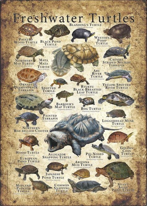 Different Types Of Turtles, Common Snapping Turtle, Musk Turtle, River Turtle, Types Of Turtles, Alligator Snapping Turtle, Freshwater Turtles, Red Footed Tortoise, Map Turtle