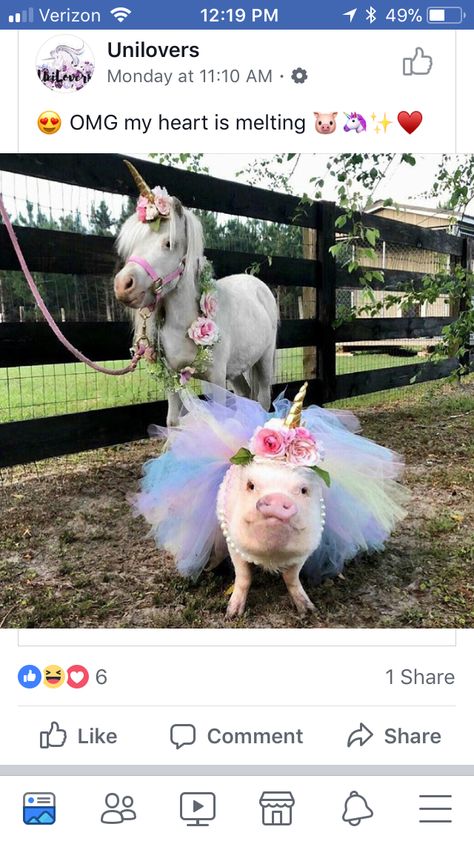 Cute Piglets, Horse Costumes, Mini Pigs, Cute Piggies, Pet Pigs, Baby Pigs, Cute Pigs