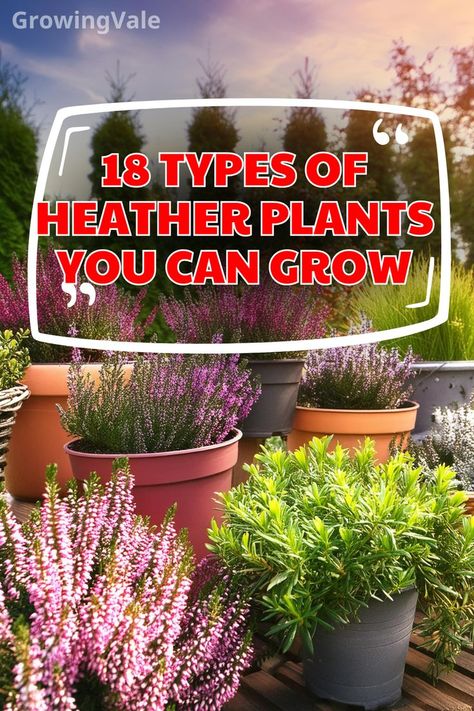 Types of Heather Plants Winter Heath, Acidic Soil, Scottish Heather, Heather Plant, Plant Varieties, Rock Gardens, Ground Cover Plants, Ground Cover, Types Of Flowers