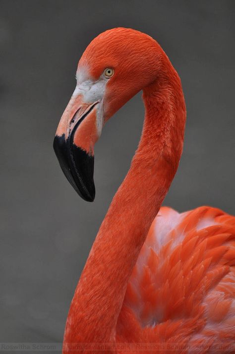 Flamingo Pictures, Flamingo Art Print, Flamingo Wallpaper, Flamingo Painting, Nikon D90, Flamingo Bird, Flamingo Art, Rare Birds, Pink Bird