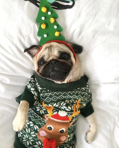 Christmas Dogs Funny, Dog Christmas Photos, Dog Baby Announcement, Dog Animation, Pug Christmas, Dogs Christmas, Baby Pugs, Christmas Dogs, A Pug