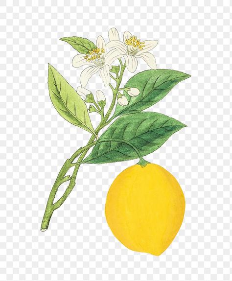 Lemon Drawing, Lemon Flower, Lemon Leaf, Lemon Watercolor, Photo Elements, Lemon Painting, Lemon Flowers, Lemon Art, Diy Clothes Design