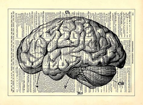 437 best images about Brain on Pinterest | Your brain, Brain ... Brain Art, Anti Valentines Day, Dictionary Prints, Vintage Dictionary, My Art Studio, Small Pictures, Human Brain, Gifts For Bookworms, Gothic Home Decor