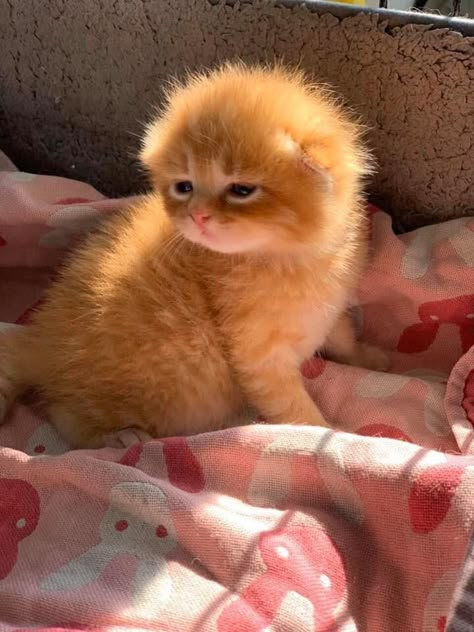 be happiiii with memes People And Cats, Orange Kitten, Being Weird, Cats Photos, Image Chat, Söt Katt, Silly Cats Pictures, Cute Cats Photos, Orange Cats