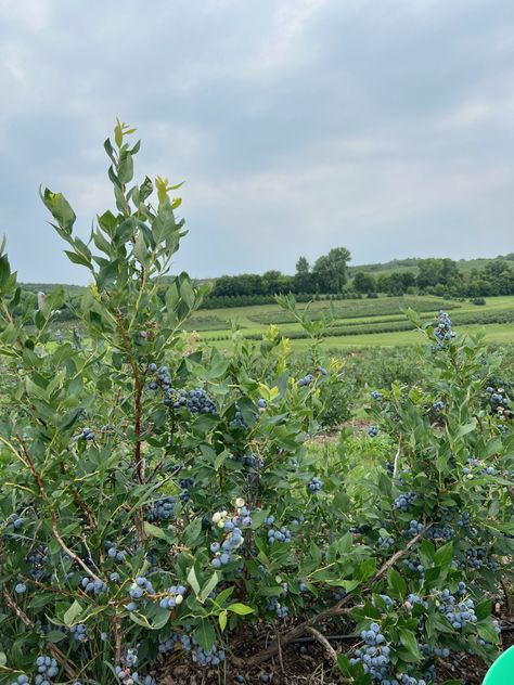 Bookish Collage, Blueberries Aesthetic, Blueberry Aesthetic, Blueberry Patch, Blueberry Girl, Ireland Cottage, Dnd Oc, Blueberry Picking, Blueberry Farm