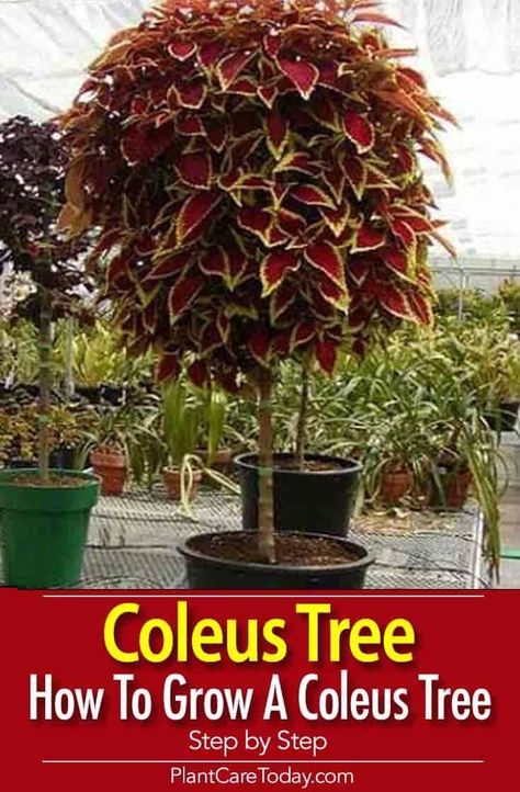 Grow the colorful coleus as a tree this season. We walk you through the steps to create your own Coleus topiary [LEARN MORE] Easy To Grow Houseplants, Types Of Herbs, نباتات منزلية, Hydroponic Plants, Inside Plants, Have Inspiration, Perennial Garden, Small Trees, Growing Plants