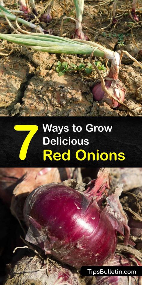 Growing Red Onions, Grow Red Onions, Onion Companion Planting, Planting Onion Sets, Onion Plant, Onion Garden, Onion Seeds, Types Of Onions, Growing Onions