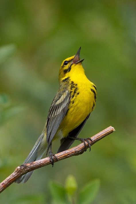 La La La Bird Sitting, Kinds Of Birds, Airbrush Art, Yellow Bird, Backyard Birds, All Birds, Bird Pictures, Pretty Birds, Bird Photo