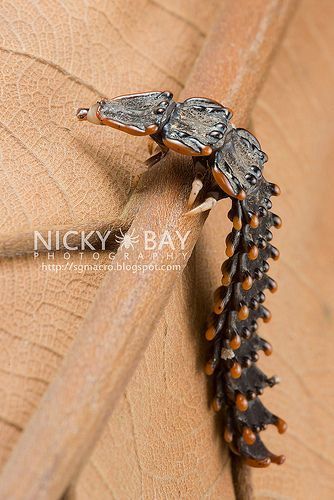 Trilobite Beetle (Platerodrilus ngi) is a Genus of Beetles of the Family Lycidae - Females are about 1½ –3 Inches in Length while the Males are much Smaller, about a ⅓ of a Inch, Resembling Other Beetles - Species are Found in Tropical Rainforests of India and South-East Asia Cool Beetles, Trilobite Beetle, Weird Insects, Cool Insects, Beetle Insect, Cool Bugs, Interesting Animals, Beautiful Bugs, Unusual Animals