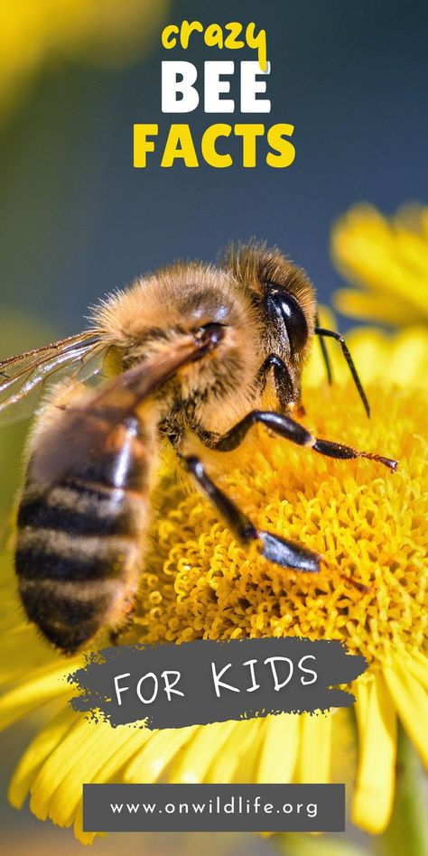 Bee Facts For Kids, Facts About Bees, Fun Facts About Bees, Classroom Kindergarten, Gang Up, Bee Hotel, Bee Sign, Unbelievable Facts, Facts For Kids