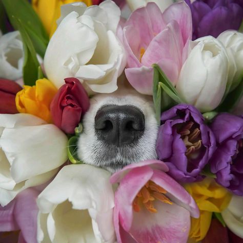 Female Golden Retriever, Animal Noses, Animal Photoshoot, Dog Calendar, Flower Photoshoot, Dog Photoshoot, Dog Nose, Dog Selfie, Dog Flower