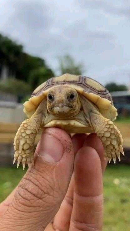 Horror Movie Monsters, Types Of Turtles, Strawberries And Raspberries, Animal Eating, Loggerhead Turtle, Russian Tortoise, Baby Tortoise, Turtle Time, Amazing Frog